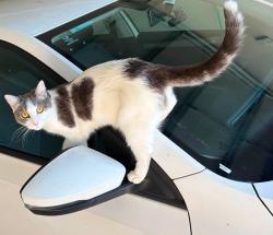 Lost Female Cat last seen 11th Avenue, Austral, NSW, Austral, NSW 2179