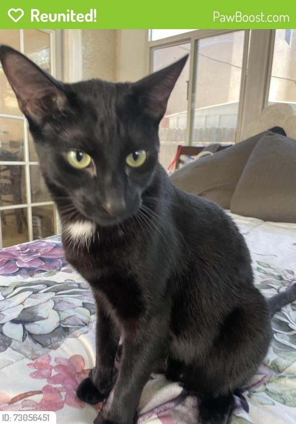 Reunited Male Cat last seen Elk Grove Creek, Elk Grove, CA 95758