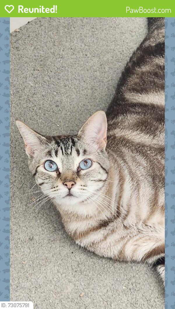 Reunited Male Cat last seen DA10 0EY , Kent, England DA10 0EY