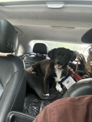 Found/Stray Male Dog last seen East Medicine Lake Park, Plymouth, MN 55441