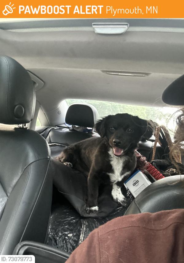 Found/Stray Male Dog last seen East Medicine Lake Park, Plymouth, MN 55441