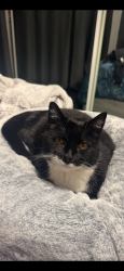 Lost Female Cat last seen Grammar Senior school, Mowbray, TAS 7248