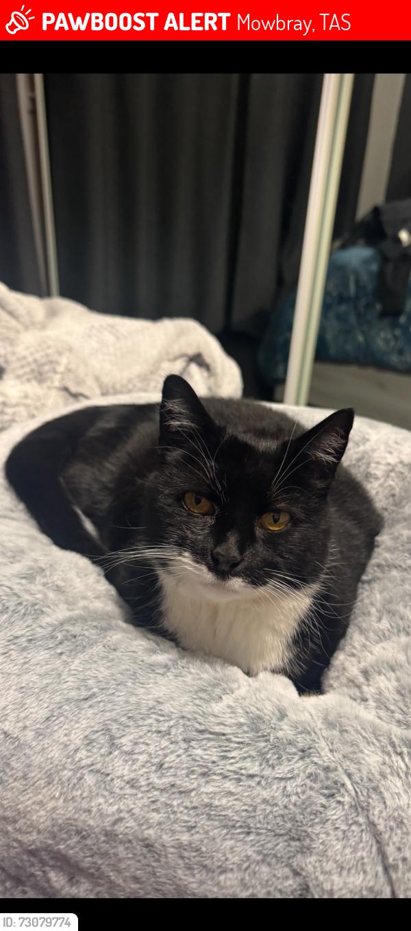Lost Female Cat last seen Grammar Senior school, Mowbray, TAS 7248