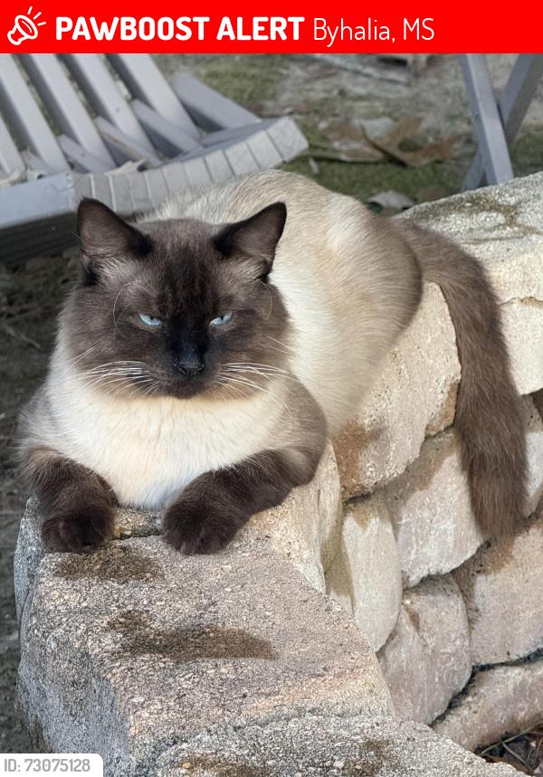 Lost Male Cat last seen Myers Road, Byhalia, MS 38611