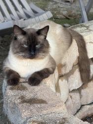 Lost Male Cat last seen Myers Road, Byhalia, MS 38611