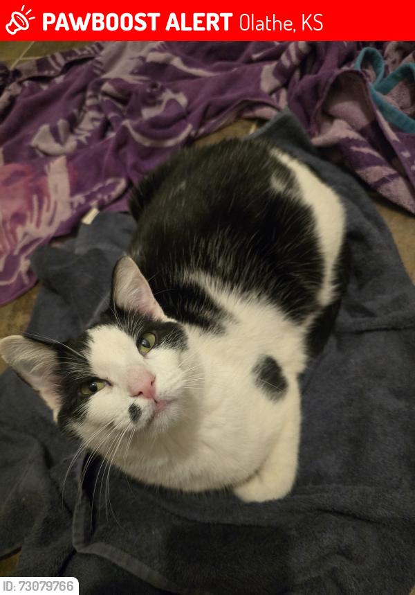Lost Male Cat last seen Parker or Ferrel Dr, Olathe, KS 66061