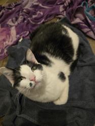 Lost Male Cat last seen Parker or Ferrel Dr, Olathe, KS 66061