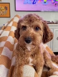 Lost Male Dog last seen Stoer and Chagrin Blvd, Shaker Heights, OH 44122