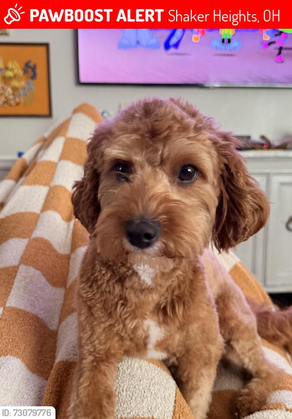 Lost Male Dog last seen Stoer and Chagrin Blvd, Shaker Heights, OH 44122