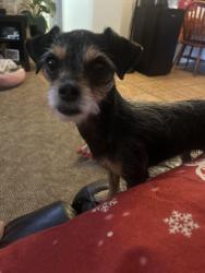 Lost Female Dog last seen Greyrock Dr, San Antonio, TX 78228