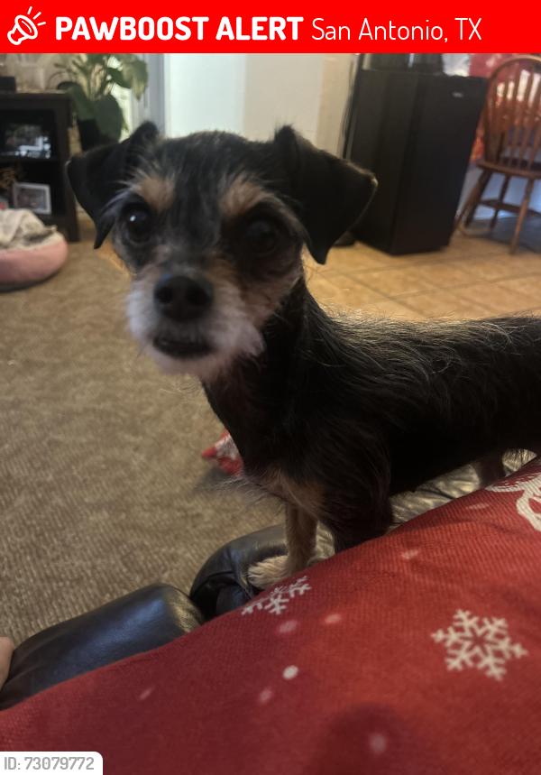 Lost Female Dog last seen Greyrock Dr, San Antonio, TX 78228