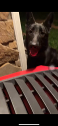 Found/Stray Male Dog last seen Lawrenceville HWY, Lawrenceville, GA 30044