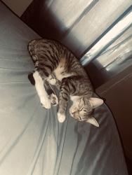 Lost Female Cat last seen Bradford, ar, Bradford, AR 72020