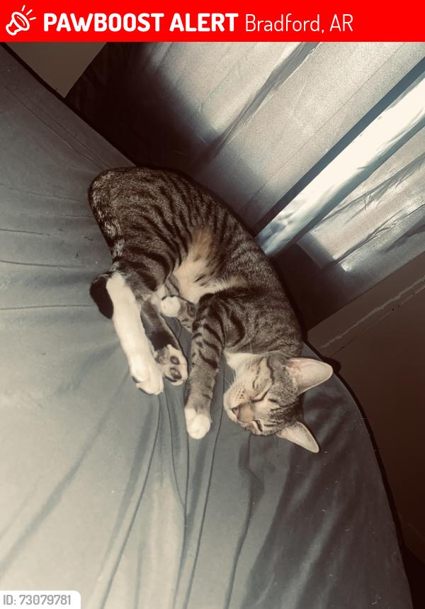 Lost Female Cat last seen Bradford, ar, Bradford, AR 72020