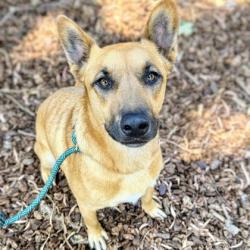 Shelter Stray Female Dog last seen Redding and Birdsall, Oakland, CA, 1101 29th Ave, Oakland, CA 94601, USA