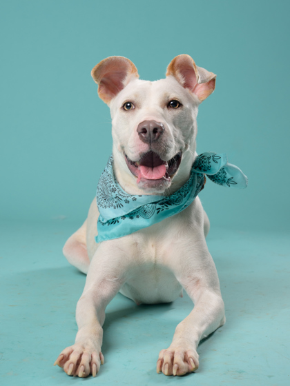 Shelter Stray Female Dog last seen Near Trinity Ave Sw, Atlanta, GA, 1251 Fulton Industrial Blvd NW, Atlanta, GA 30336, USA