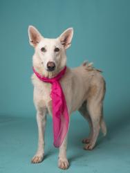 Shelter Stray Female Dog last seen Near AZALEA PATH, Fairburn, GA, 1251 Fulton Industrial Blvd NW, Atlanta, GA 30336, USA