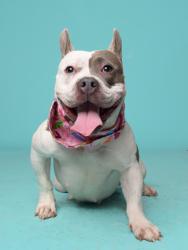 Shelter Stray Female Dog last seen Near Glendale Court, East Point, GA, 1251 Fulton Industrial Blvd NW, Atlanta, GA 30336, USA