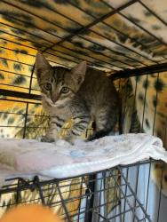Shelter Stray Male Cat last seen wildwood, City of Alvarado, TX, 602 S Pkwy Dr, Alvarado, TX 76009, USA