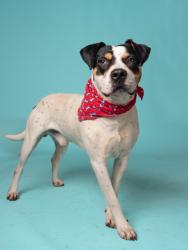 Shelter Stray Male Dog last seen Near JOHNSON GRV NW, Atlanta, GA, 1251 Fulton Industrial Blvd NW, Atlanta, GA 30336, USA