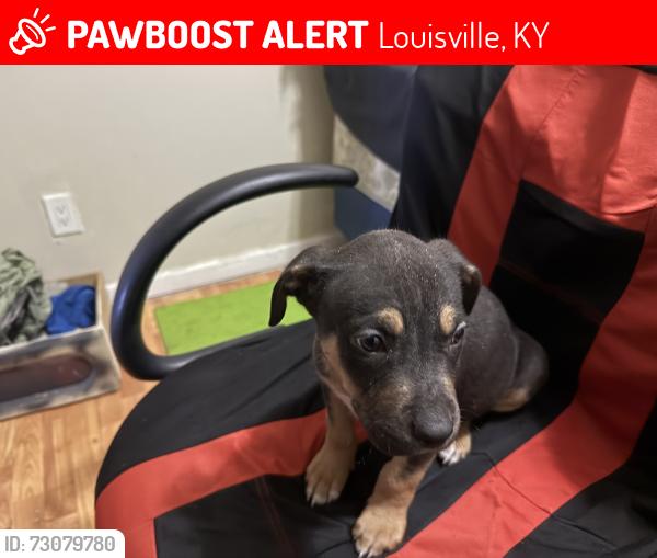 Lost Male Dog last seen Near, Louisville, KY 40209