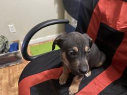 Lost Male Dog last seen Near, Louisville, KY 40209