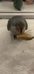 Lost Male Bird last seen blue quaker. baby.  come papilla. ayudenme. porfavor, Houston, TX 77072