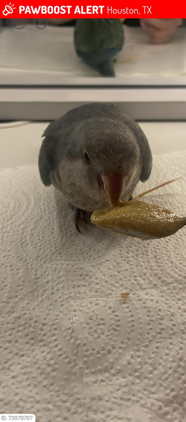 Lost Male Bird last seen blue quaker. baby.  come papilla. ayudenme. porfavor, Houston, TX 77072