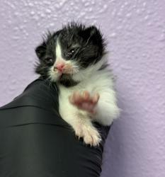 Shelter Stray Male Cat last seen Near Gateway Blvd N, CITY of El Paso, TX, 5001 Fred Wilson Ave, El Paso, TX 79906, USA