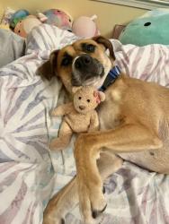 Shelter Stray Female Dog last seen Near Parkway Close Lithonia, 30058, 30058, GA, 3280 Chamblee Dunwoody Rd, Chamblee, GA 30341, USA