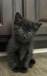 Shelter Stray Female Cat last seen Near Wild Cir Clarkston, GA 30021, 30021, GA, 3280 Chamblee Dunwoody Rd, Chamblee, GA 30341, USA