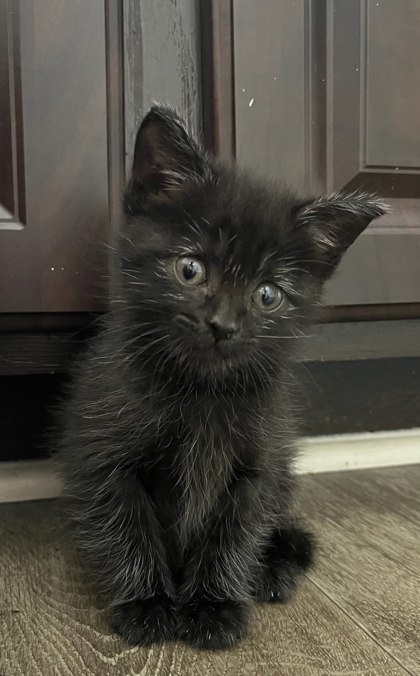 Shelter Stray Female Cat last seen Near Wild Cir Clarkston, GA 30021, 30021, GA, 3280 Chamblee Dunwoody Rd, Chamblee, GA 30341, USA