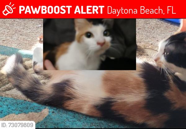 Lost Female Cat last seen Off Dunn Ave, between Bill France and Jimmy Ann, Daytona Beach, FL 32114