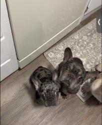 Lost Female Dog last seen San Juan and Northgate blvd, Sacramento, CA 95834