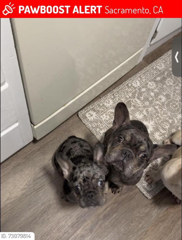 Lost Female Dog last seen San Juan and Northgate blvd, Sacramento, CA 95834