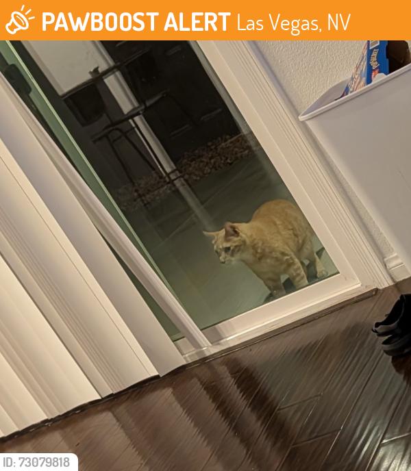 Found/Stray Unknown Cat last seen Near end of street, Las Vegas, NV 89166