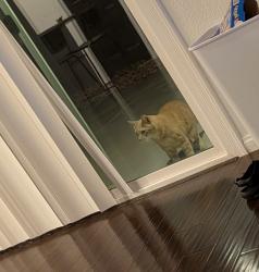 Found/Stray Unknown Cat last seen Near end of street, Las Vegas, NV 89166