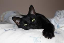 Shelter Stray Female Cat last seen BRONX, NY, 10455, 326 E 110th St, New York, NY 10029, USA