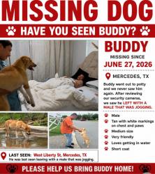 Lost Male Dog last seen Palmetto and West Liberty Mercedes TX, Mercedes, TX 78570
