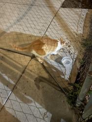 Found/Stray Unknown Cat last seen Victor Ave, Inglewood, CA 90302