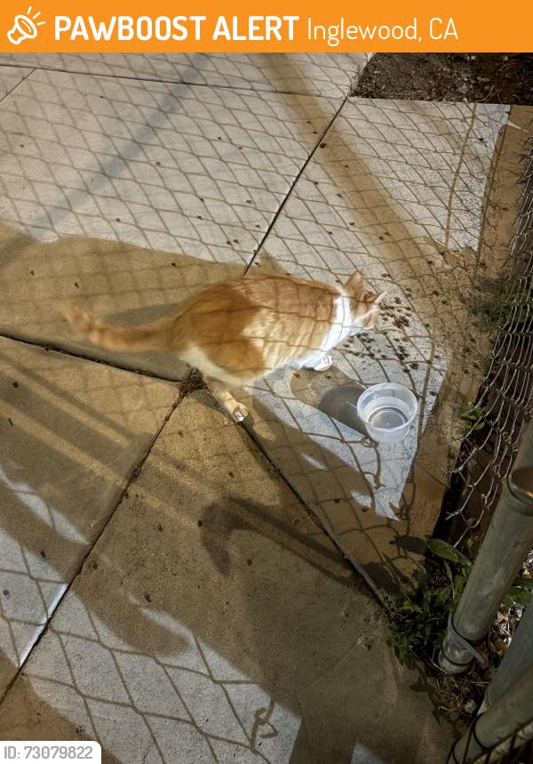 Found/Stray Unknown Cat last seen Victor Ave, Inglewood, CA 90302