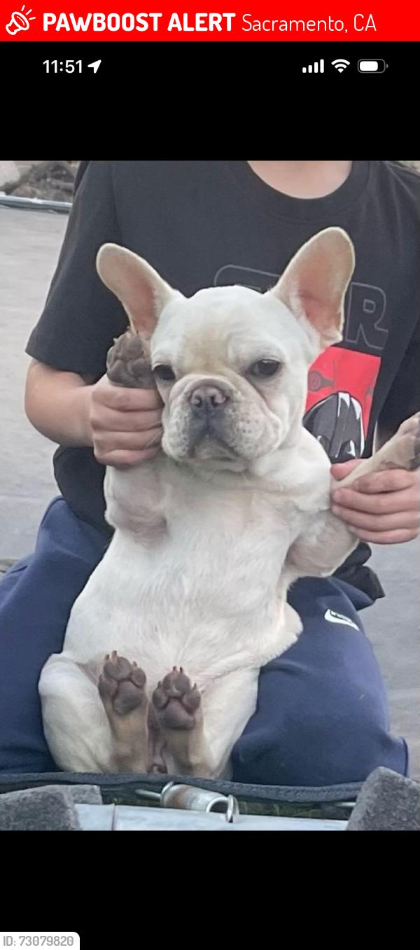 Lost Female Dog last seen San Juan and northgate blvd, Sacramento, CA 95834
