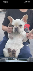 Lost Female Dog last seen San Juan and northgate blvd, Sacramento, CA 95834