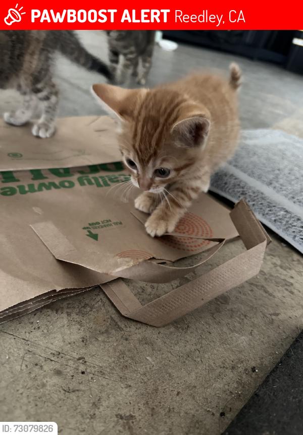 Lost Female Cat last seen Sunny Lane and Muir Lane, Reedley, CA 93654