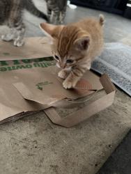 Lost Female Cat last seen Sunny Lane and Muir Lane, Reedley, CA 93654