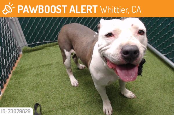 Found/Stray Male Dog last seen Whittier, Whittier, CA 90604
