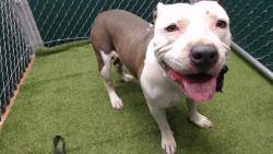 Found/Stray Male Dog last seen Whittier, Whittier, CA 90604