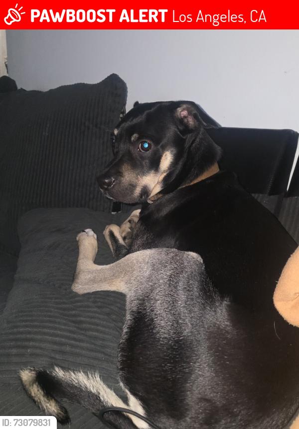 Lost Male Dog last seen Van nuys, Los Angeles, CA 91405