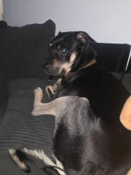 Lost Male Dog last seen Van nuys, Los Angeles, CA 91405