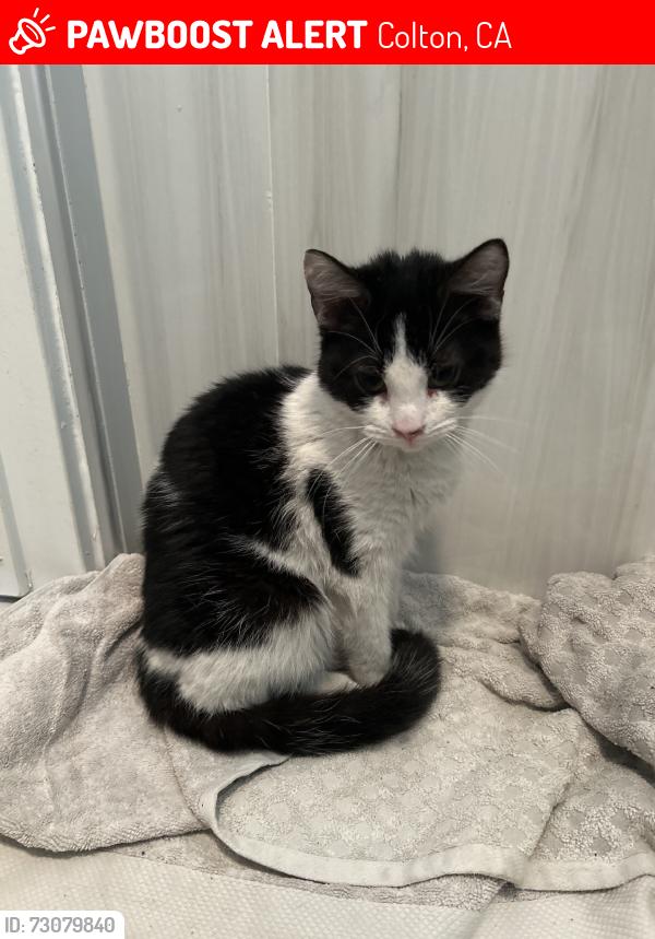 Lost Female Cat last seen Around abraham lincoln elementary school or around the area, Colton, CA 92324